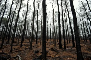 Estabilizado el incendio forestal de Deiro, en Vilanova de Arousa, tras quemar u